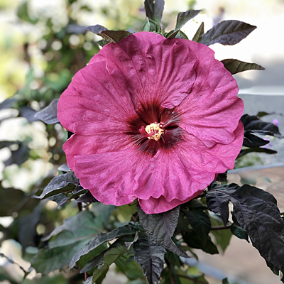 Hibiscus 'Summerific Berry Awesome'