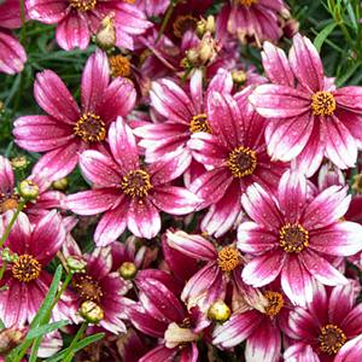 Coreopsis x 'Satin Lace Berry Chiffon'