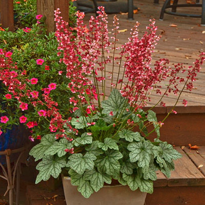 Heuchera x 'Berry Timeless'