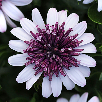 Osteospermum '4D Berry White'