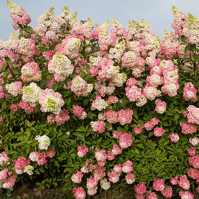Hydrangea p. 'Berry White'
