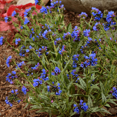 Pulmonaria longifolia 'Bertram Anderson'