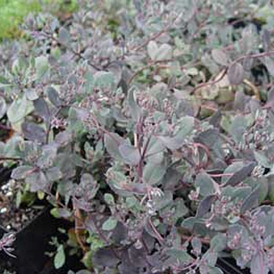 Sedum cauticola 'Bertram Anderson'
