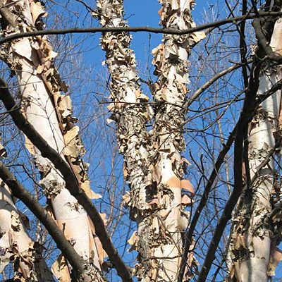 Betula n. 'Cully'