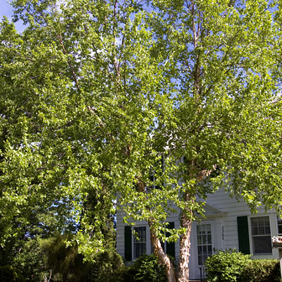 Betula n. 'Heritage'