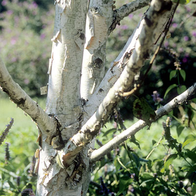 Betula u. var. jacquemontii