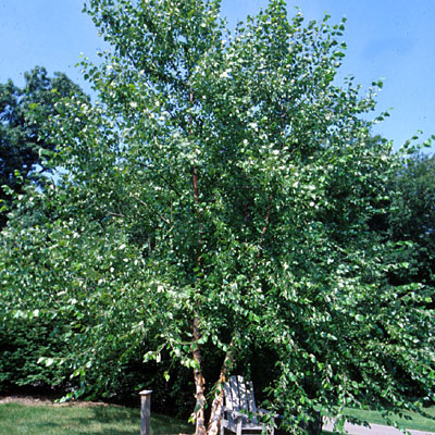 Betula nigra