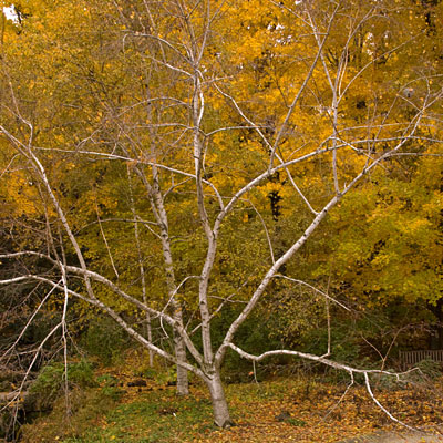 Betula papyrifera
