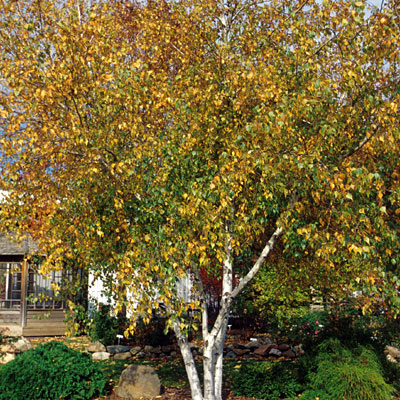 Betula po. 'Whitespire'