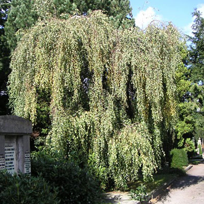Betula pe. 'Youngii'