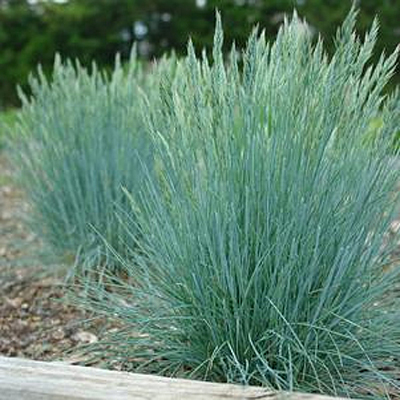 blue fescue beyond blue blue fescue beyond blue
