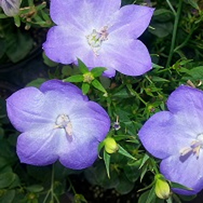 Campanula x 'Beyond Blue'