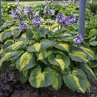 Hosta 'Beyond Glory'