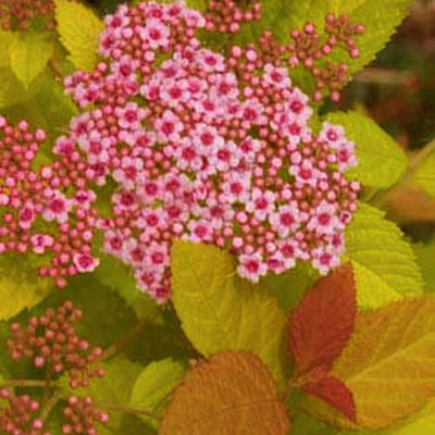 Spiraea