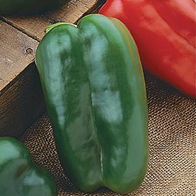 Pepper 'Big Bertha'