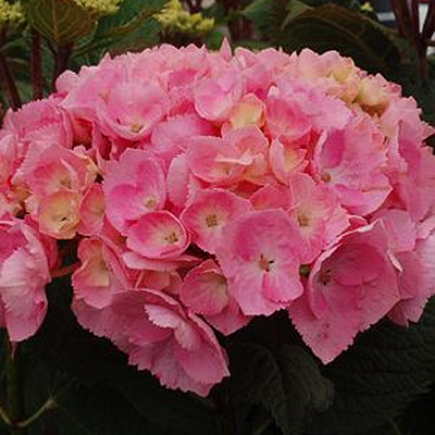 Hydrangea m. 'Let's Dance Big Easy'