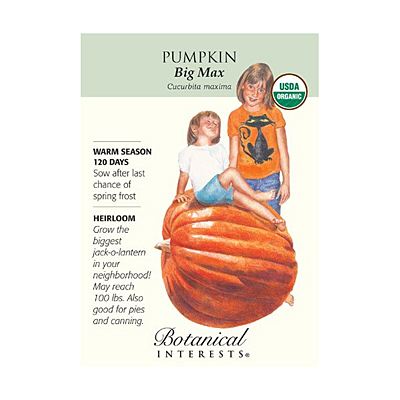 Seeds - BI Pumpkin Big Max Org