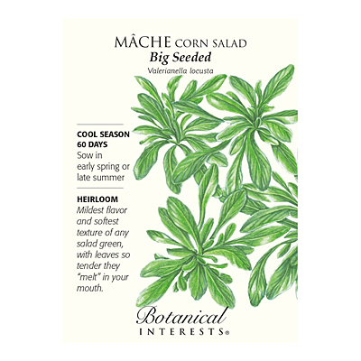 Seeds - BI Mache Big Seeded