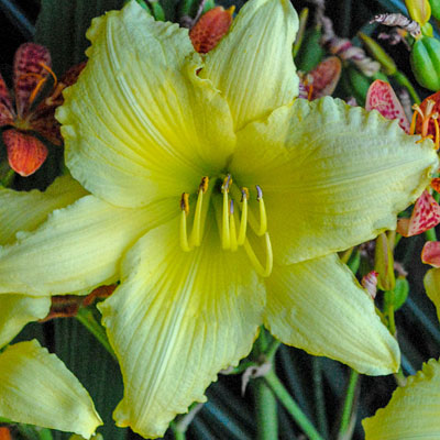 Hemerocallis 'Big Time Happy'