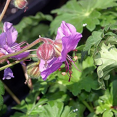 Geranium x c. 'Biokovo Karmina'
