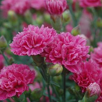 Dianthus x 'Early Bird Sherbet'