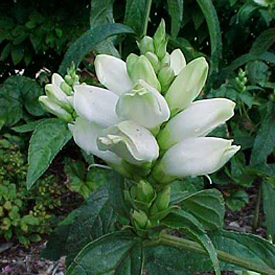 Chelone glabra 'Black Ace'