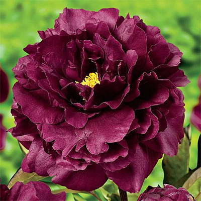 Paeonia l. 'Black Beauty'