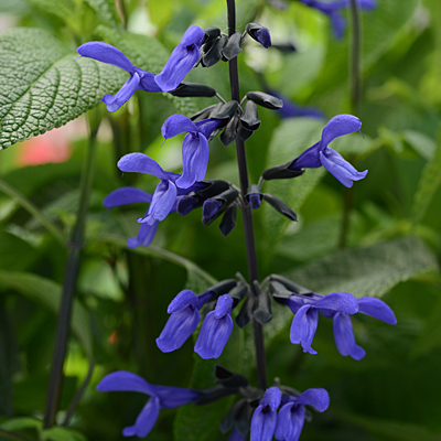 Salvia guaranitica 'Black & Bloom'