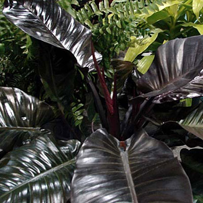 Philodendron 'Black Cardinal'