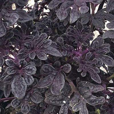 Coleus 'Under the Sea Black Coral'