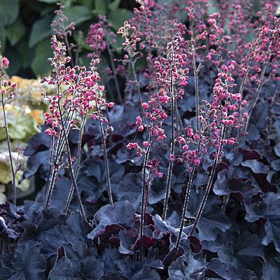 Heuchera x 'Black Forest Cake'