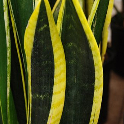 Sansevieria t. 'Black Coral'