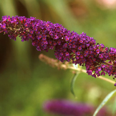 Buddleia