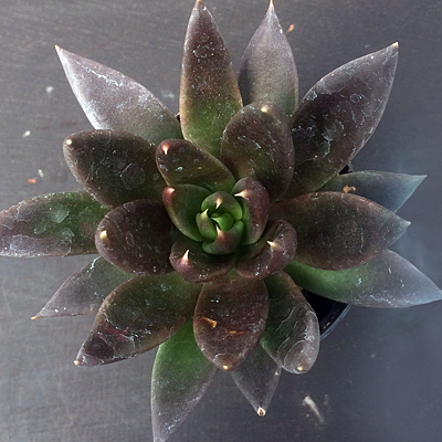 Sedum 'Black Knight'