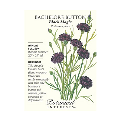 Seeds - BI Bachelor Button Black Magic