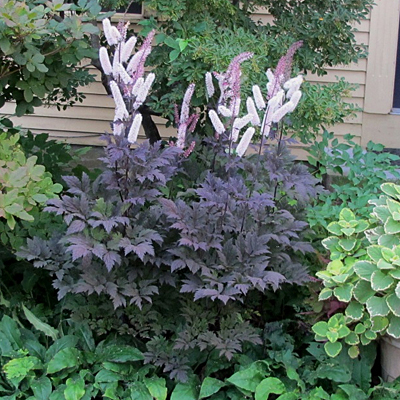 Actaea s. 'Black Negligee'