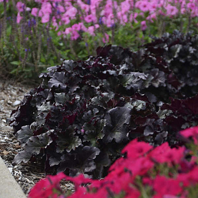 Heuchera x 'Black Pearl'