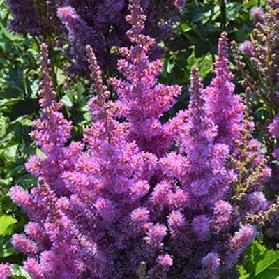 Astilbe c. 'Black Pearls'