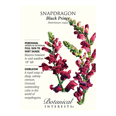 Seeds - BI Snapdragon Black Prince