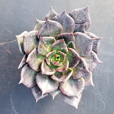 Echeveria 'Black Prince'