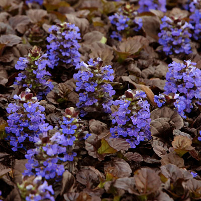 Ajuga r. 'Black Scallop'