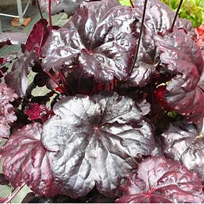 Heuchera x 'Black Sea'