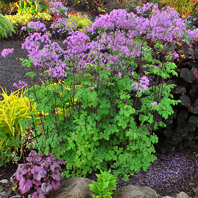 Thalictrum x 'Black Stockings'