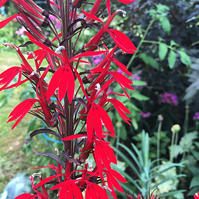 Lobelia c. 'Black Truffle'