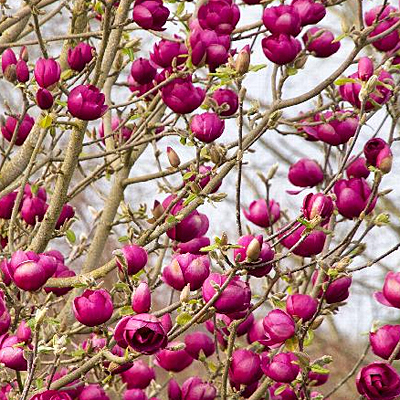 Magnolia x s. 'Black Tulip'