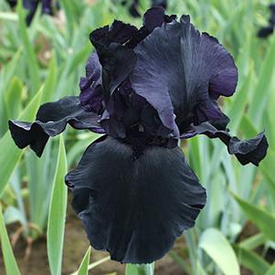Iris g. 'Blackwater'