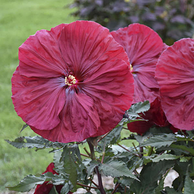 Hibiscus 'Blackberry Merlot'
