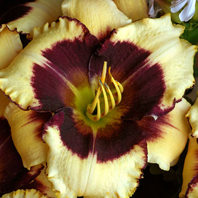 Hemerocallis 'Blackthorne'