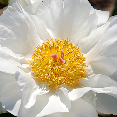 Paeonia l. 'Blanco Royale'
