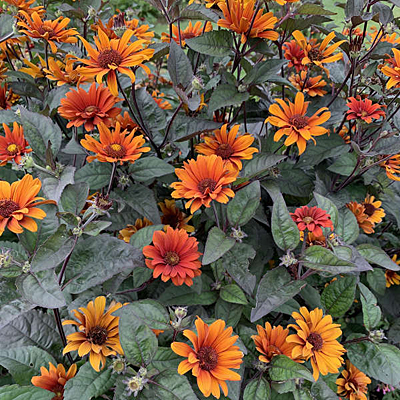 Heliopsis v. scabra 'Bleeding Hearts'